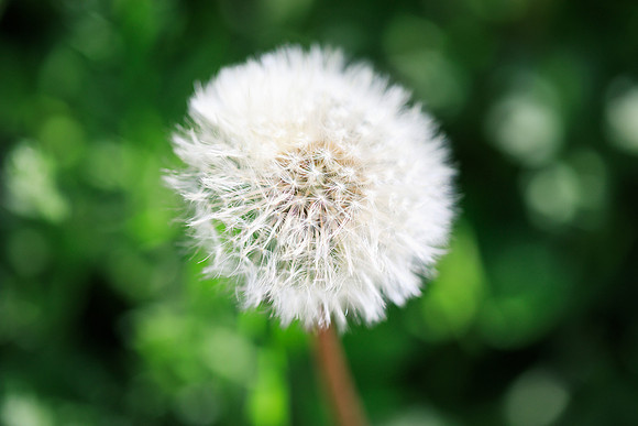 flower photographer london woodford green