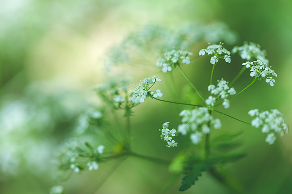 petya nikolova photography