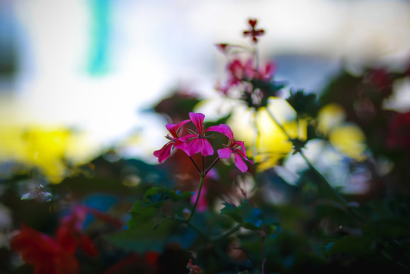 petya nikolova photography