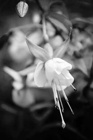 flowers-77