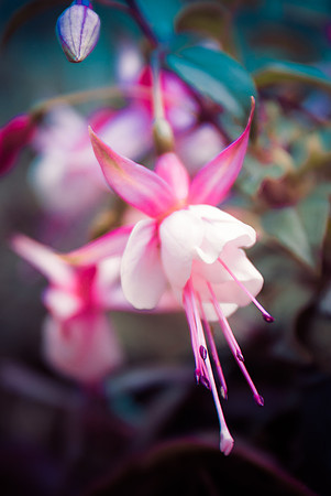 flowers-7