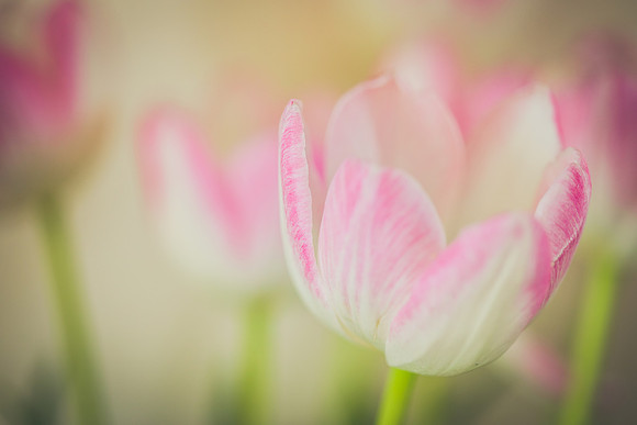 petya nikolova photography