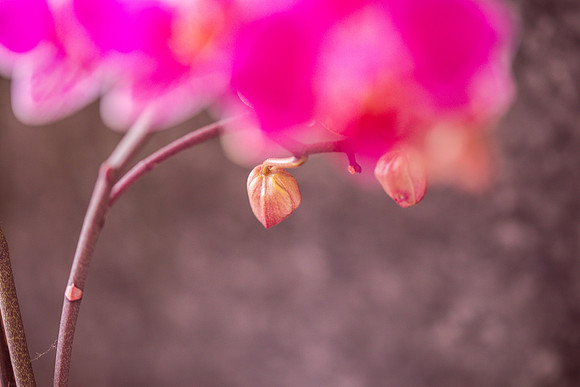 petya nikolova photography