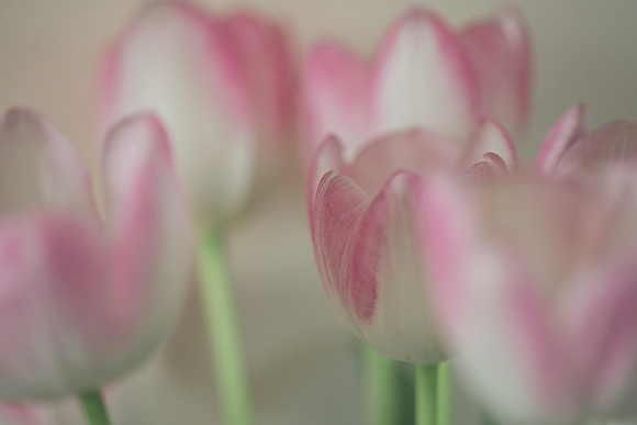 petya nikolova photography