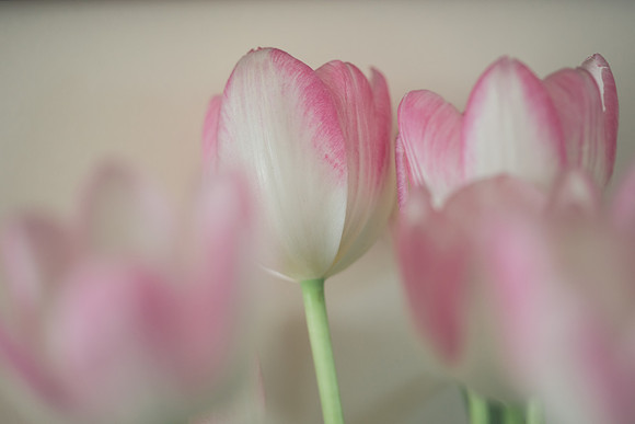 petya nikolova photography